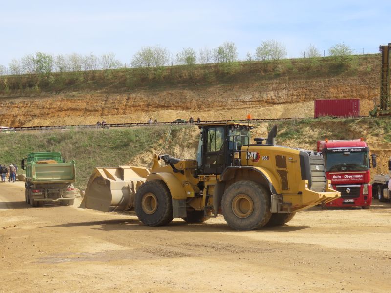cat 966.jpg